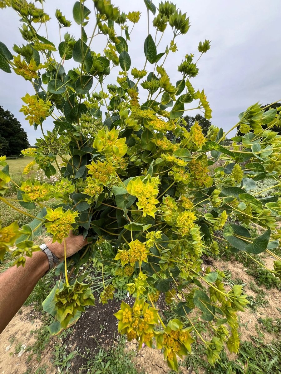 Bupleurum Griffithii Seeds - Dandys Landscape Supplies