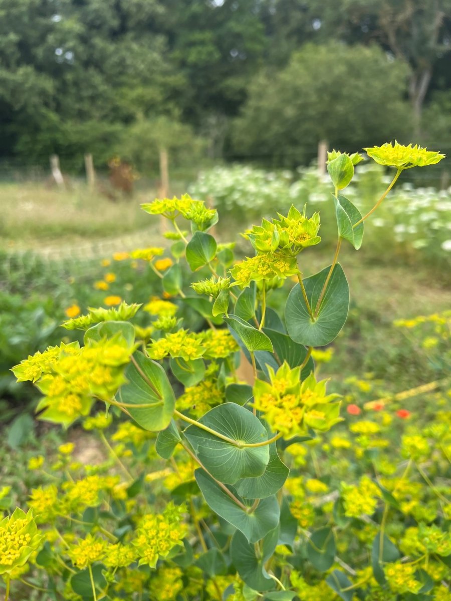 Bupleurum Griffithii Seeds - Dandys Landscape Supplies