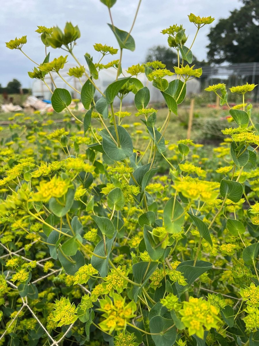 Bupleurum Griffithii Seeds - Dandys Landscape Supplies