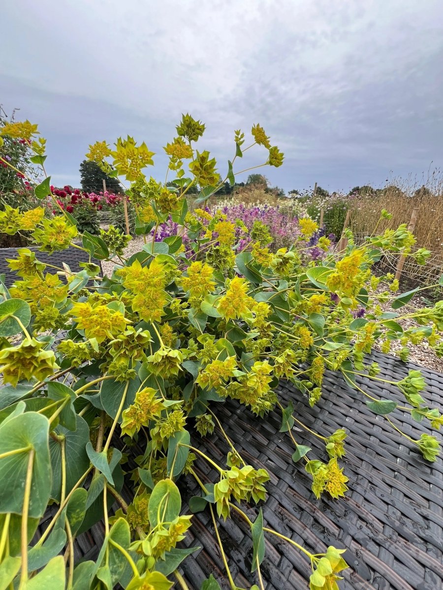 Bupleurum Griffithii Seeds - Dandys Landscape Supplies