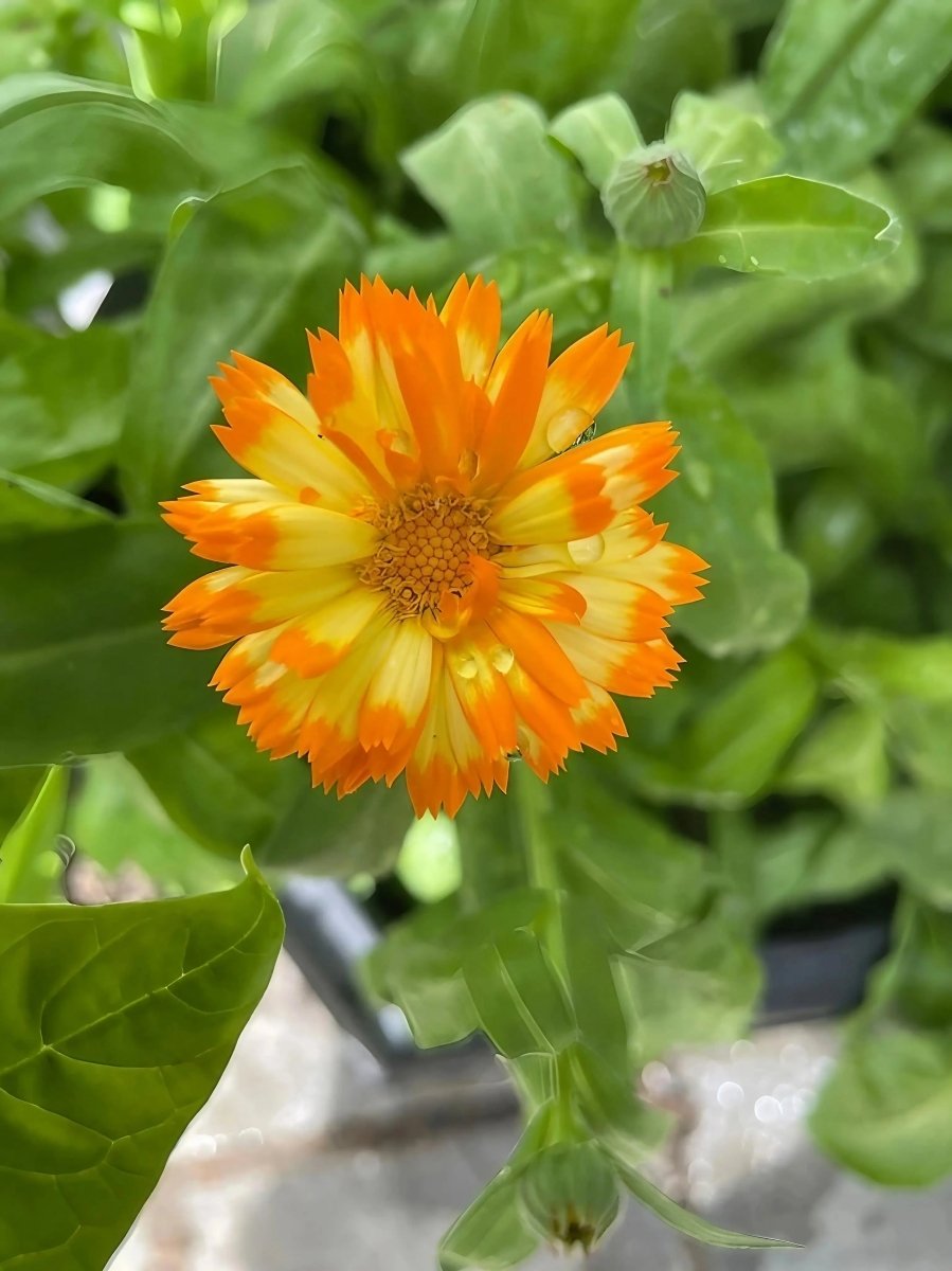 Calendula Oopsy Daisy Seeds - Dandys Landscape Supplies
