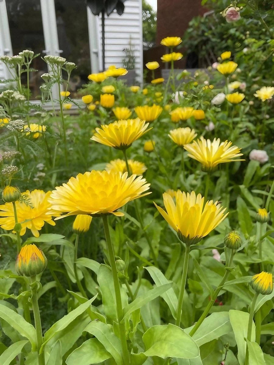 Calendula Pacific Beauty Cream Seeds - Dandys Landscape Supplies