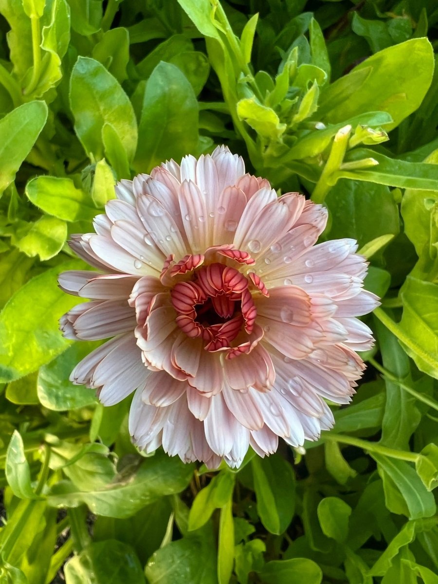 Calendula Sherbet Fizz Seeds - Dandys Landscape Supplies