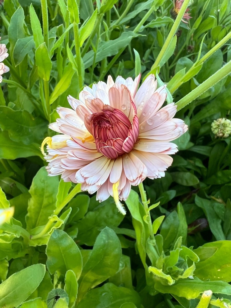 Calendula Sherbet Fizz Seeds - Dandys Landscape Supplies
