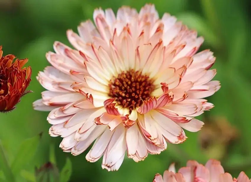 Calendula Sherbet Fizz Seeds - Dandys Landscape Supplies
