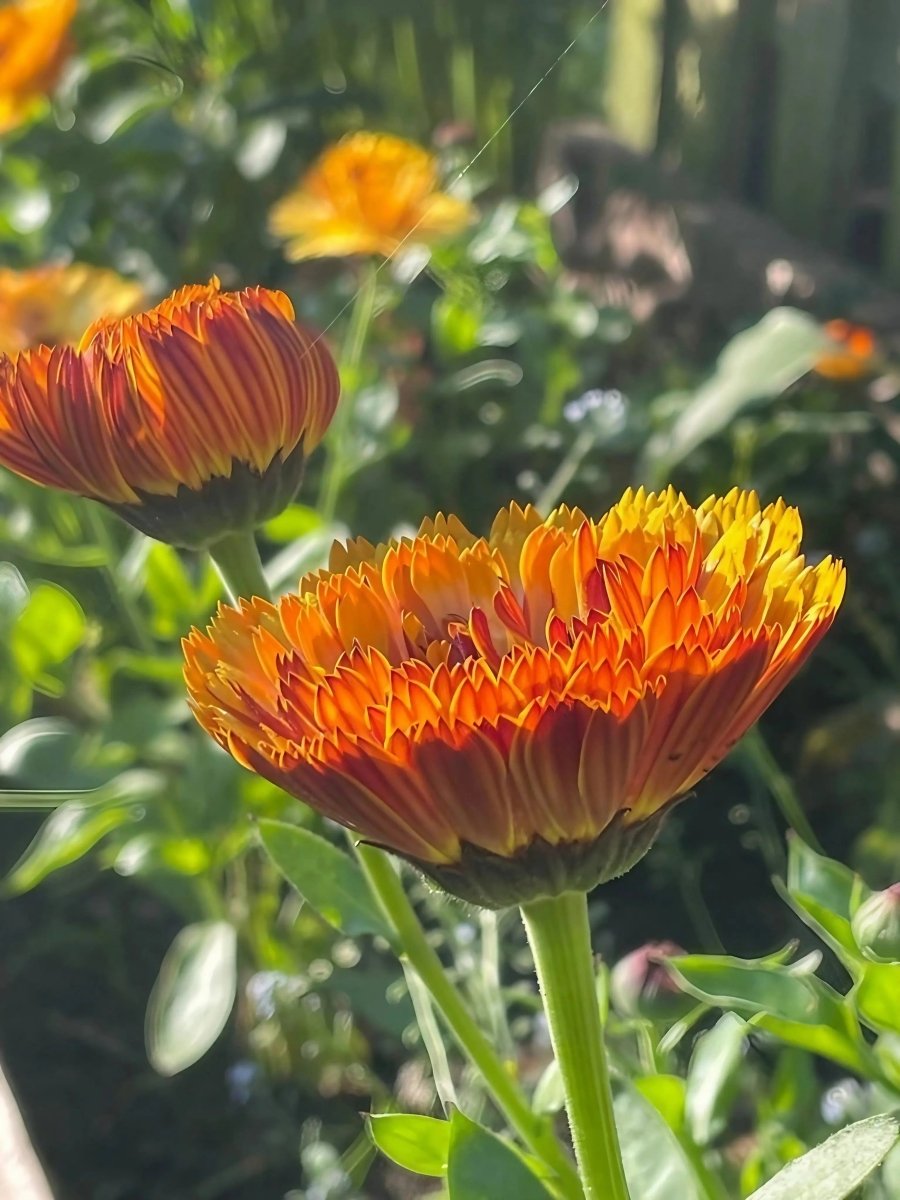 Calendula Touch of Red Seeds - Dandys Landscape Supplies