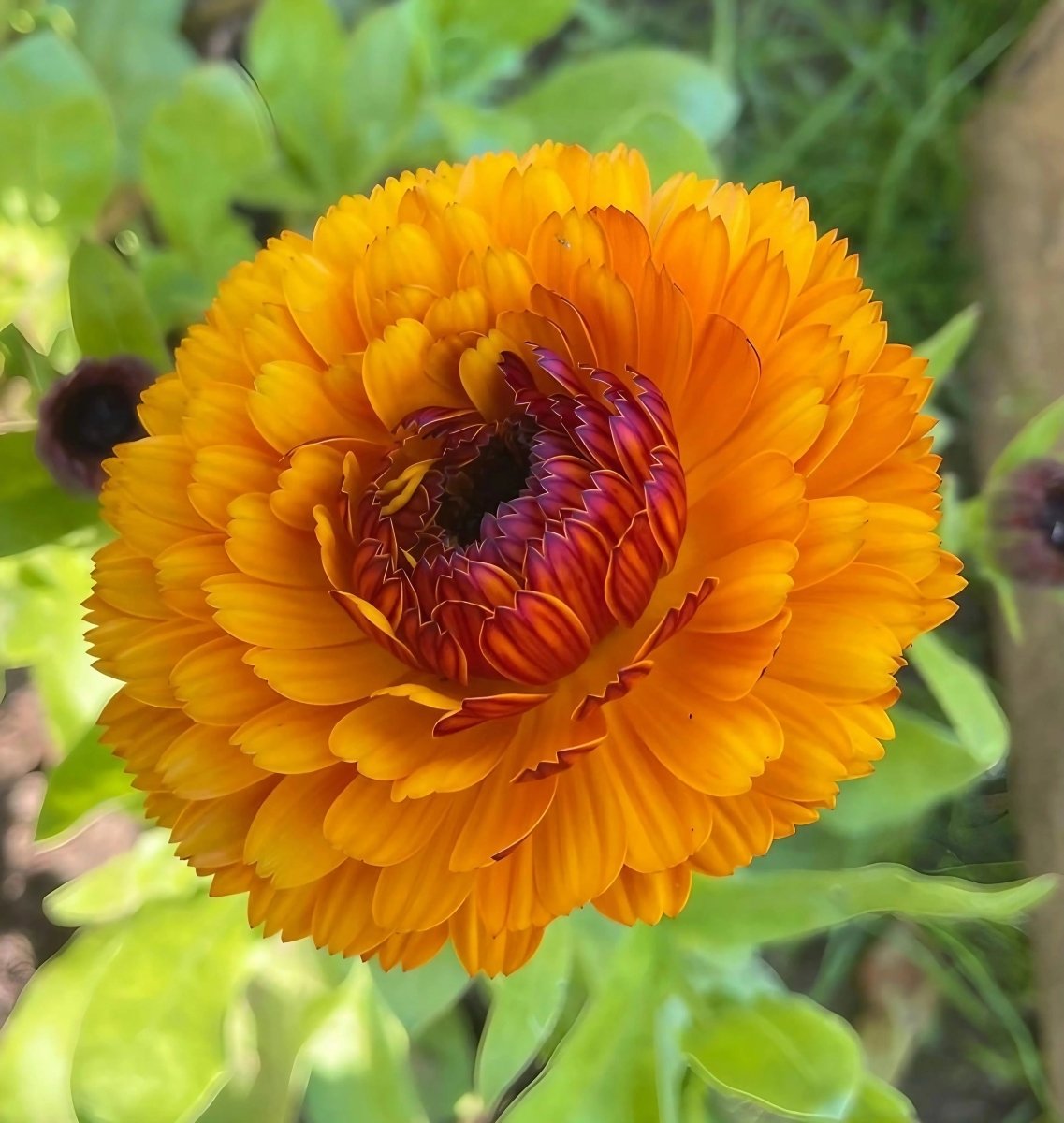 Calendula Touch of Red Seeds - Dandys Landscape Supplies