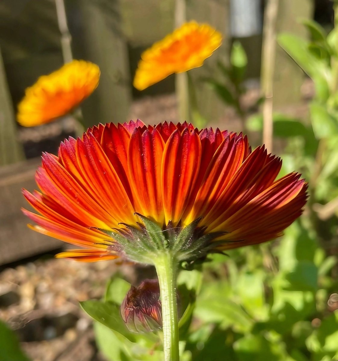 Calendula Touch of Red Seeds - Dandys Landscape Supplies