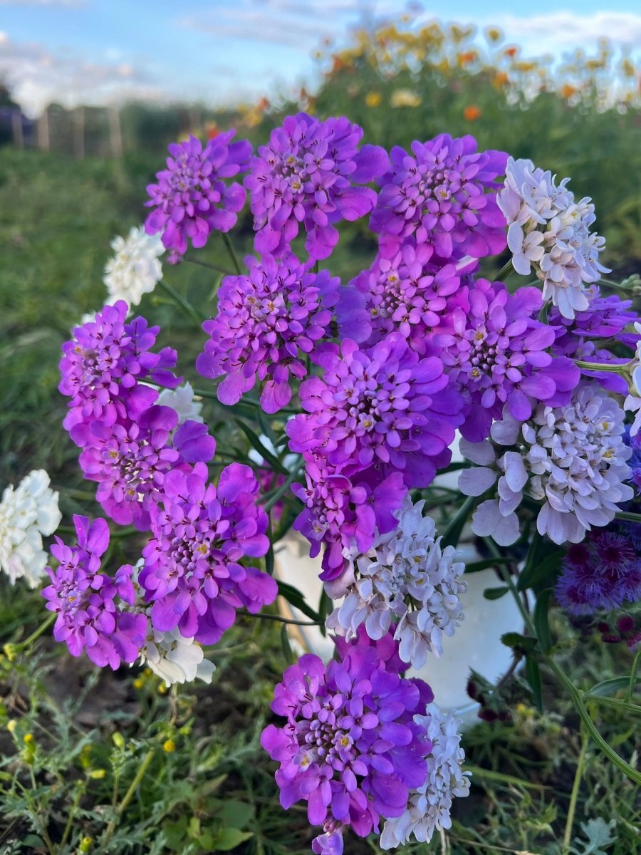 Candytuft Crown Mixed - Dandys Landscape Supplies