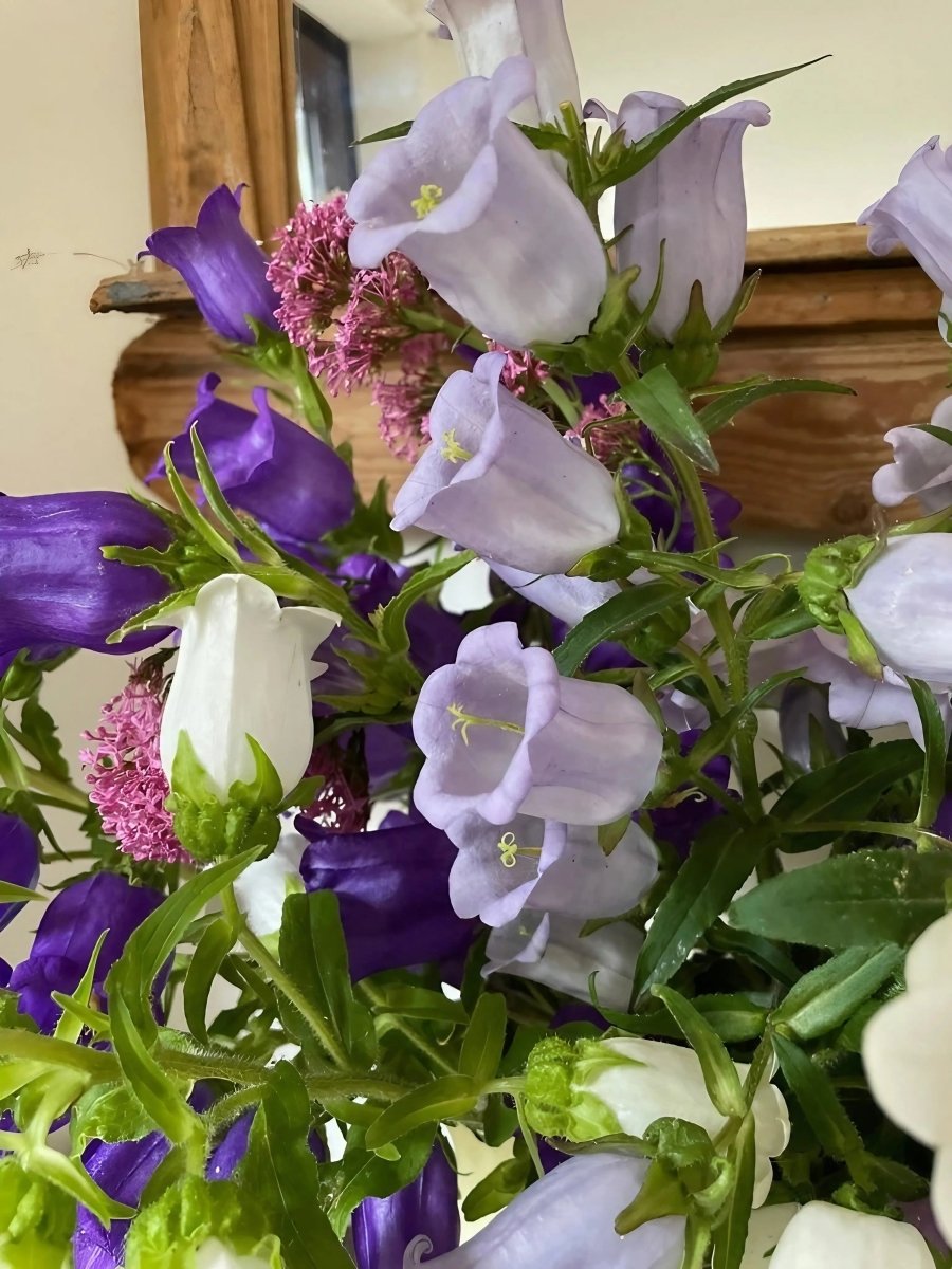 Canterbury Bells Crown Single Mixed Seeds - Dandys Landscape Supplies