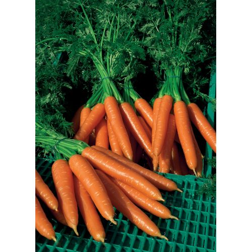 Carrot Plug Plants "Grow Your Own" Vegetables **Letterbox Friendly** - Dandys Landscape Supplies
