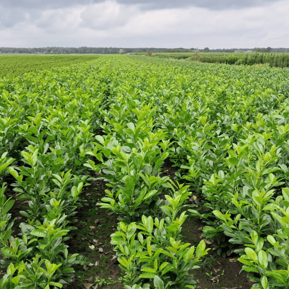 Cherry Laurel Hedging - Bulk Buy - Dandys Landscape Supplies