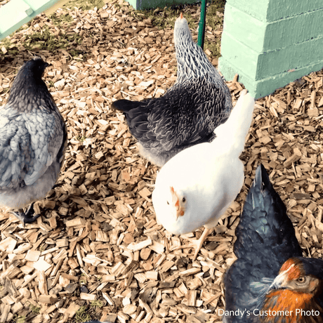 Chicken Coop Chips - Dandy's Topsoil & Landscape Supplies