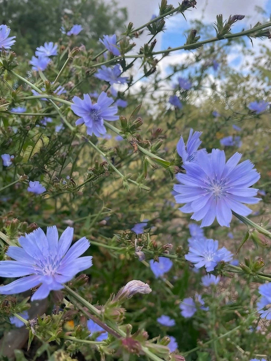 Chicory Wild - Dandys Landscape Supplies