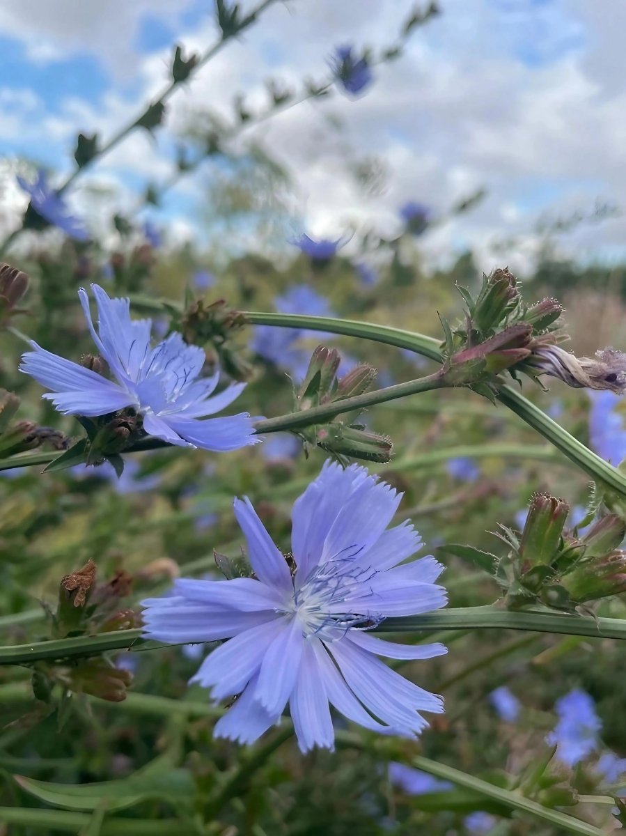 Chicory Wild - Dandys Landscape Supplies