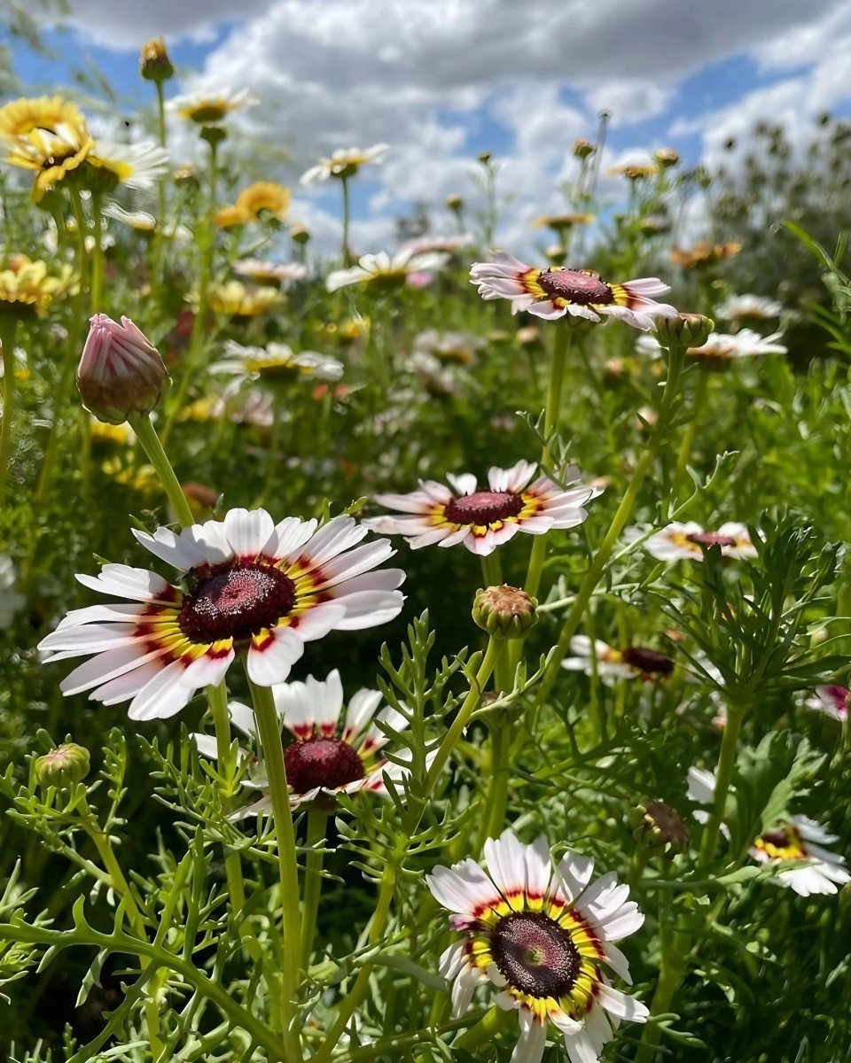 Chrysanthemum Painted Daisies Seeds - Dandys Landscape Supplies