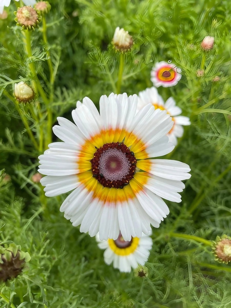 Chrysanthemum Painted Daisies Seeds - Dandys Landscape Supplies