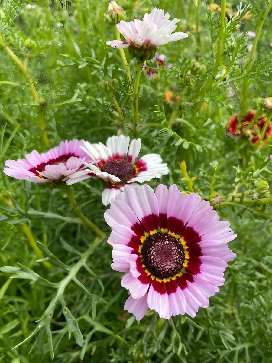 Chrysanthemum Painted Daisies Seeds - Dandys Landscape Supplies