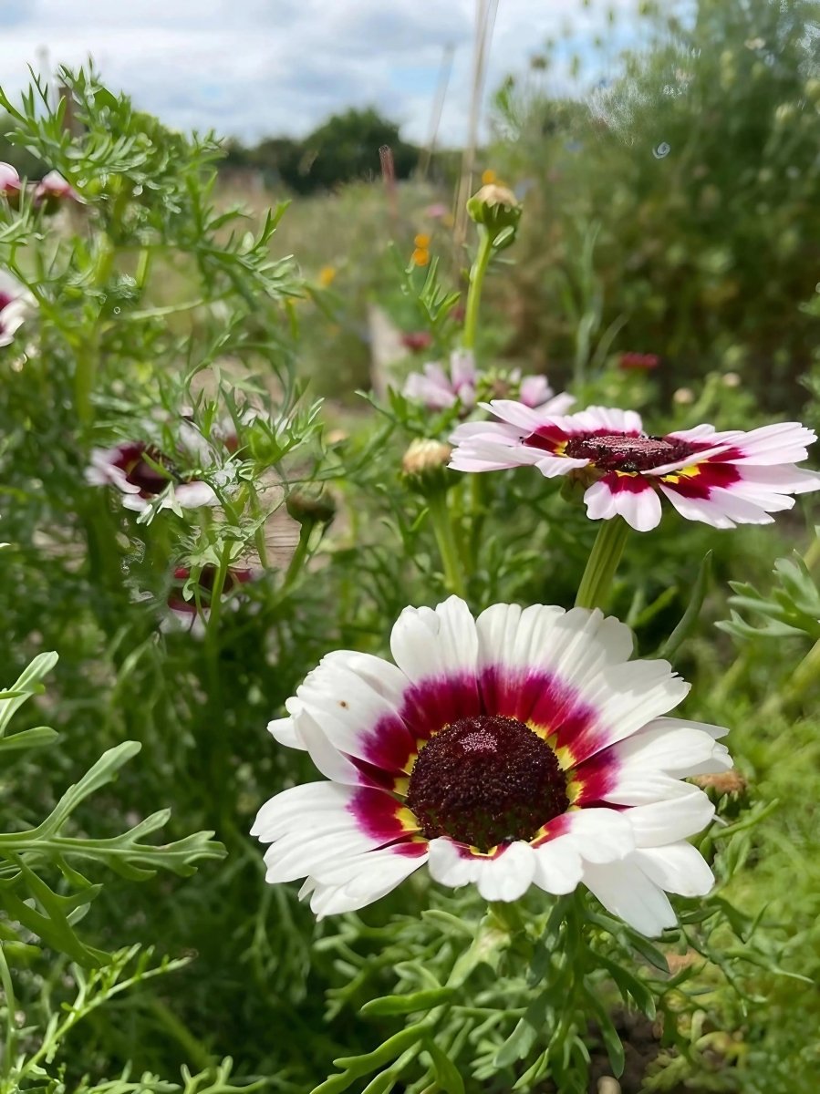 Chrysanthemum Painted Daisies Seeds - Dandys Landscape Supplies