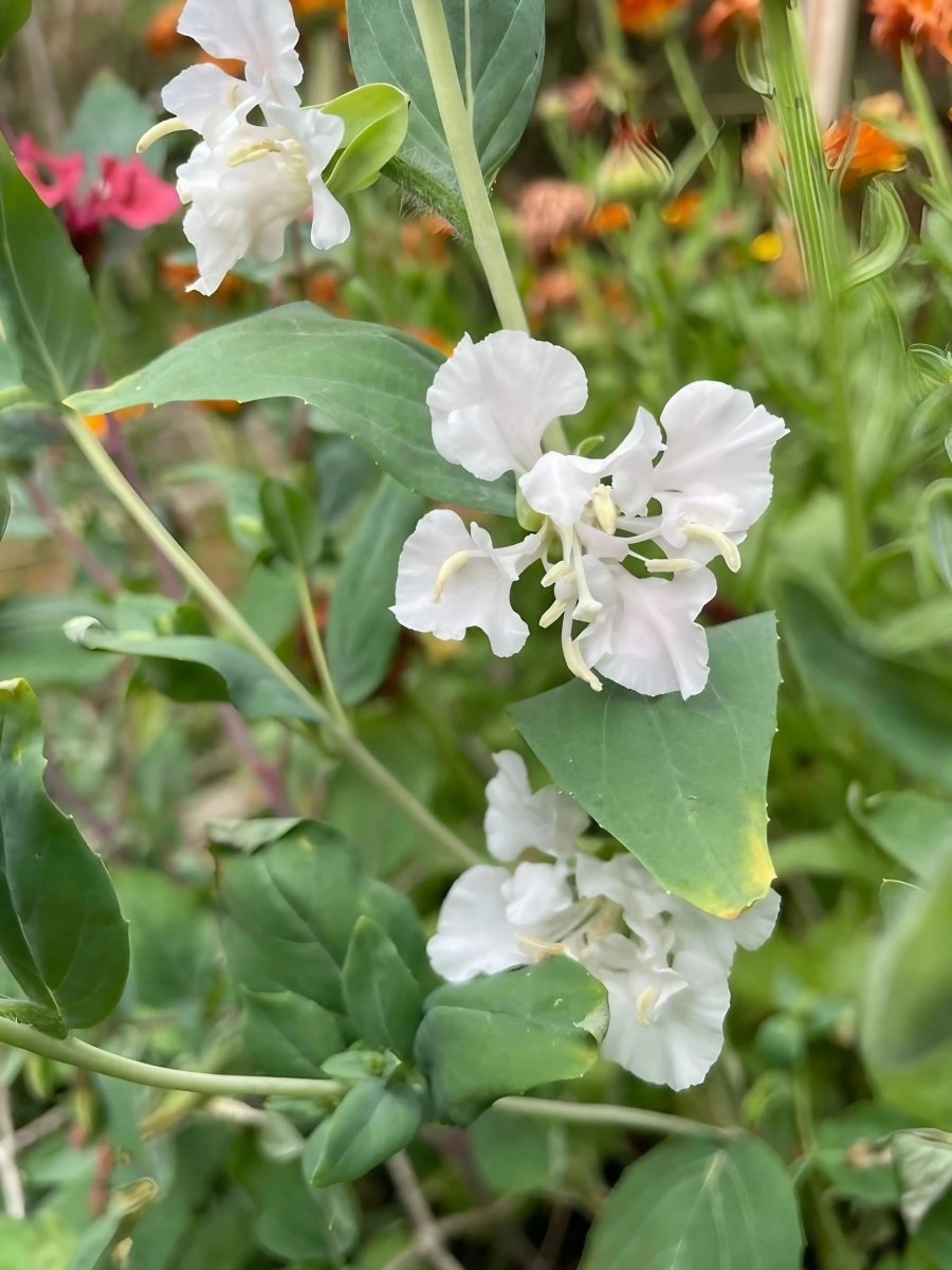 Clarkia Crown Double Mix - Dandys Landscape Supplies