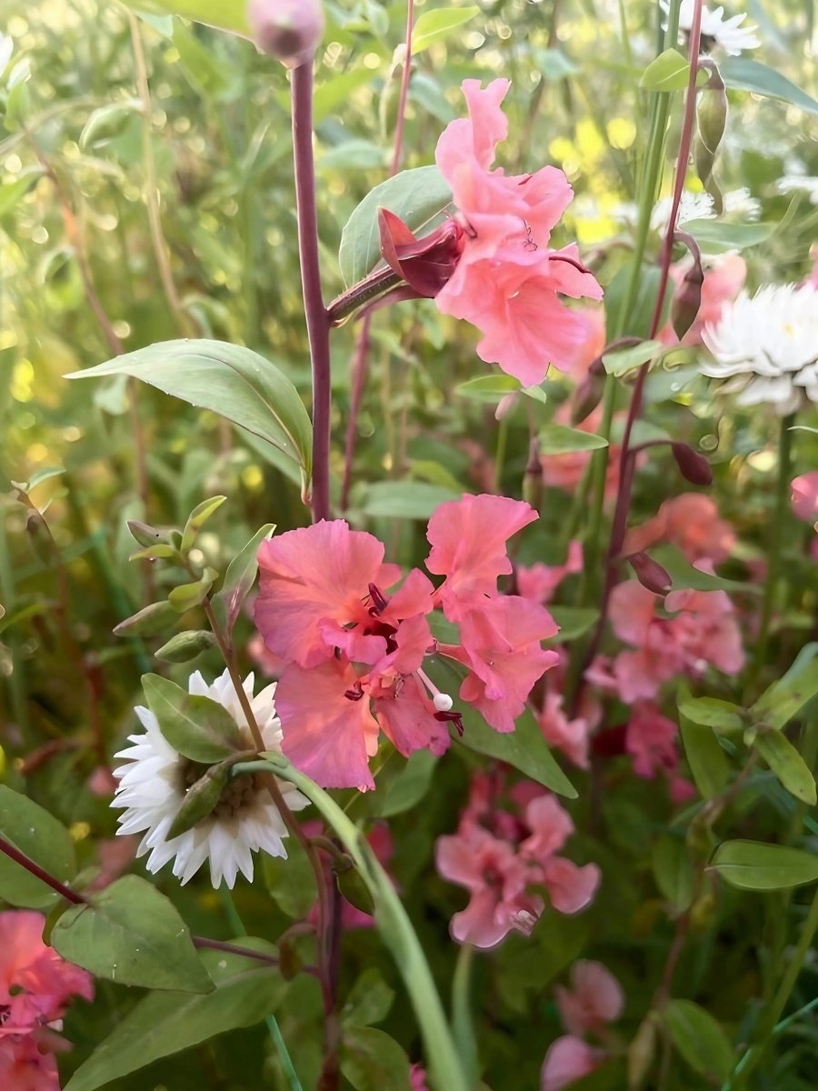 Clarkia Crown Double Mix - Dandys Landscape Supplies