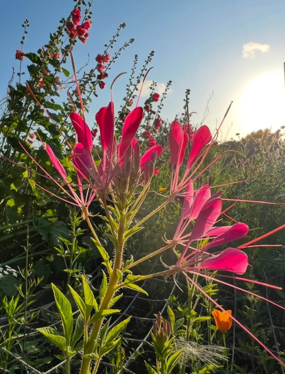 Cleome Cherry Queen Seeds - Dandys Landscape Supplies