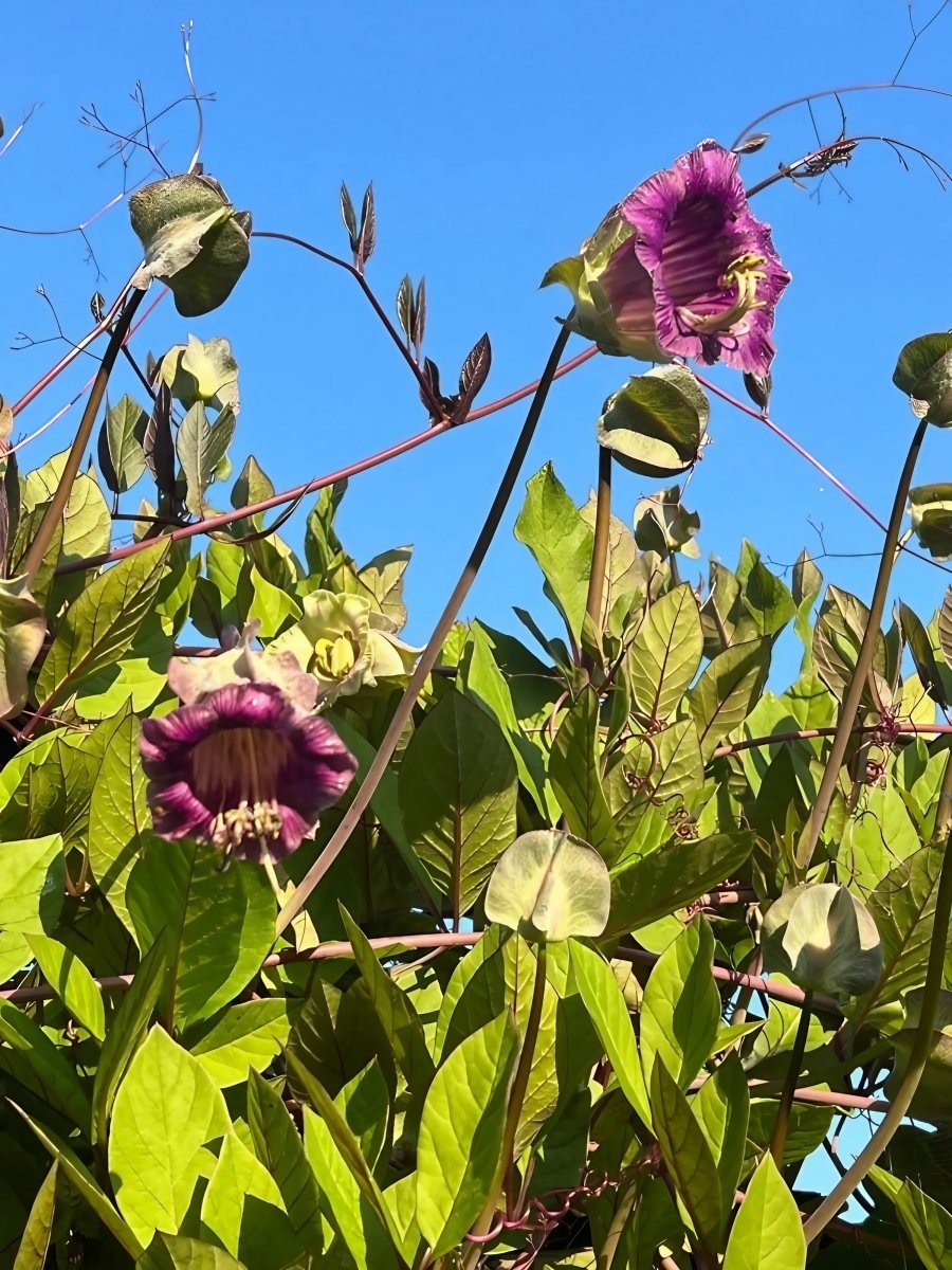 Cobaea scandens Purple - Dandys Landscape Supplies
