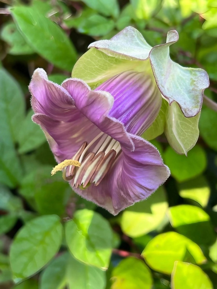 Cobaea scandens Purple Seeds - Dandys Landscape Supplies