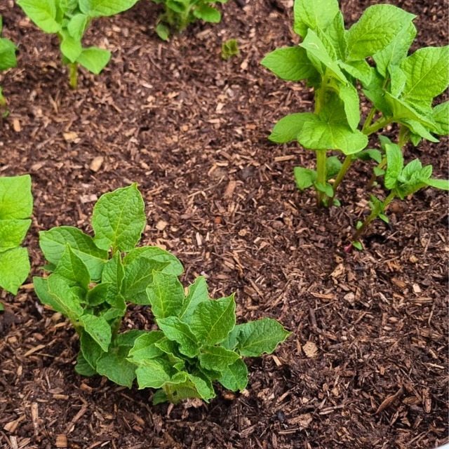 Composted Mulch Bark Fines