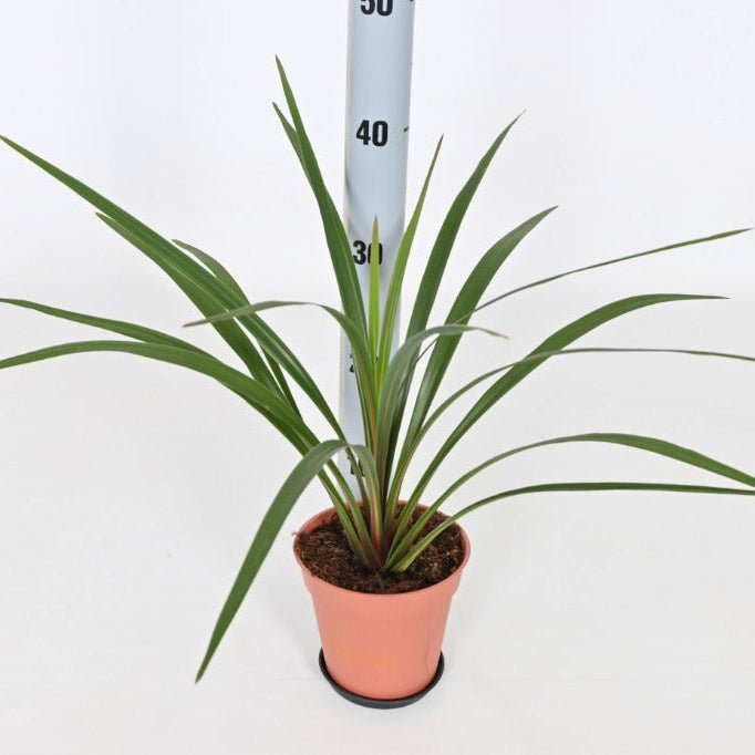 Cordyline Peko cabbage palm