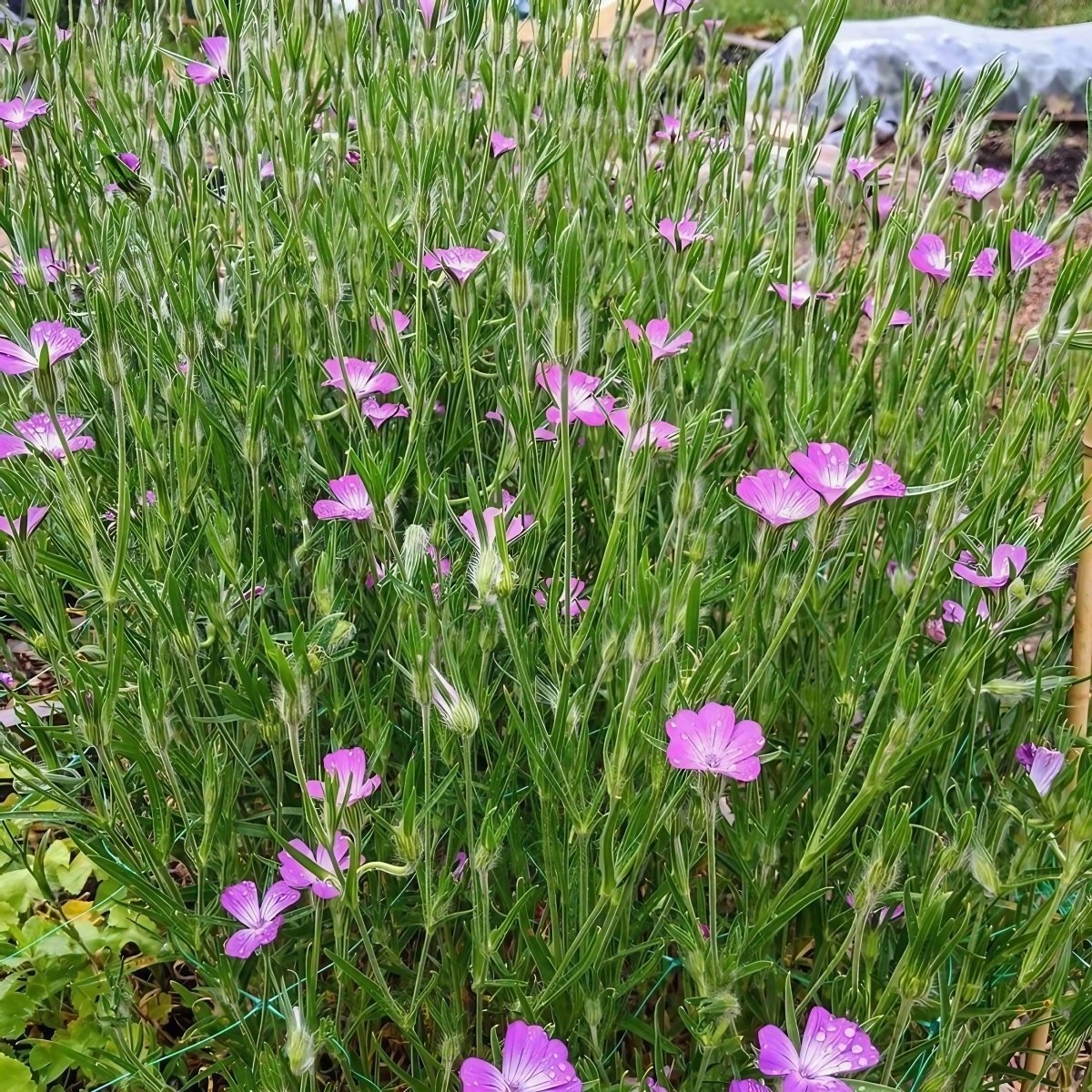 Corncockle - Dandys Landscape Supplies