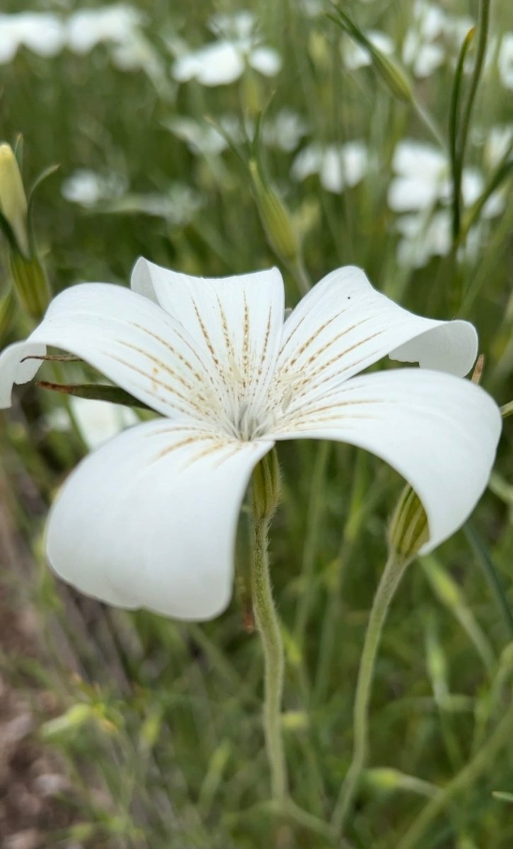Corncockle Bianca - Dandys Landscape Supplies