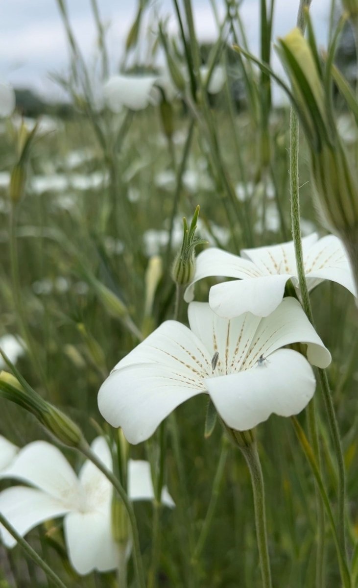 Corncockle Bianca - Dandys Landscape Supplies