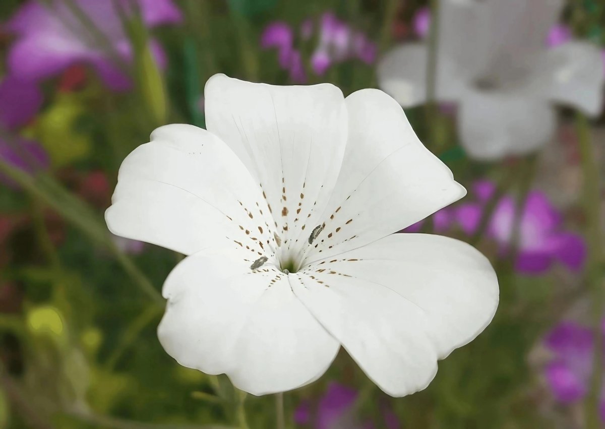 Corncockle Bianca Seeds - Dandys Landscape Supplies