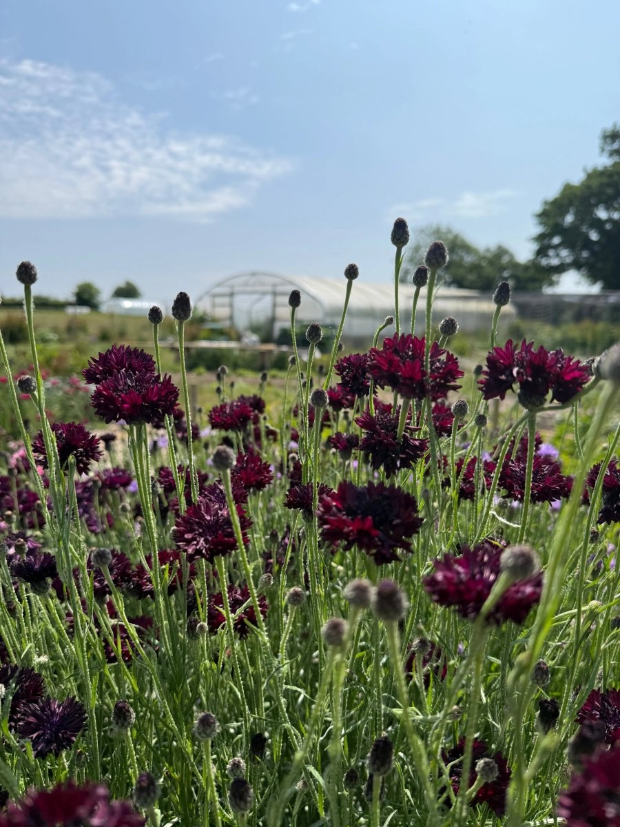 Cornflower Black Ball Seeds - Dandys Landscape Supplies