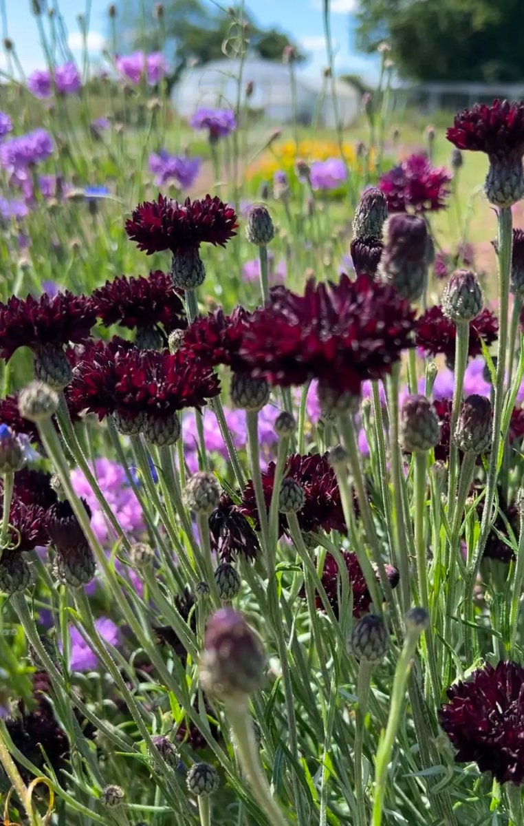 Cornflower Black Ball Seeds - Dandys Landscape Supplies
