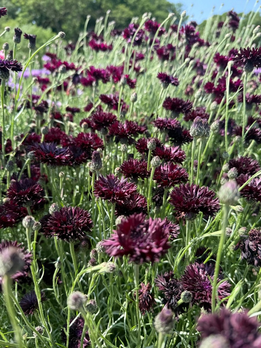 Cornflower Black Ball Seeds - Dandys Landscape Supplies