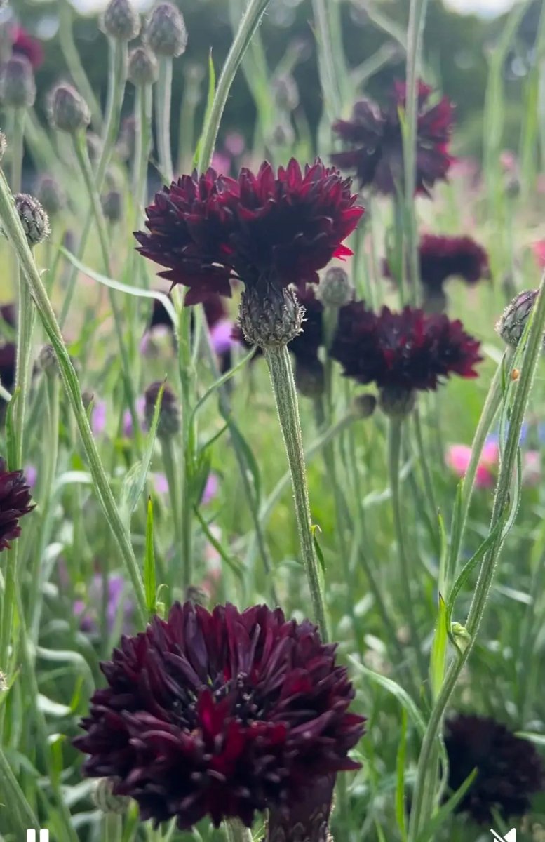 Cornflower Black Ball Seeds - Dandys Landscape Supplies