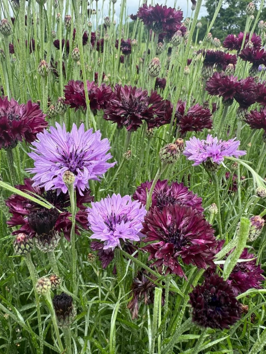 Cornflower Black & Mauve Mix - Dandys Landscape Supplies