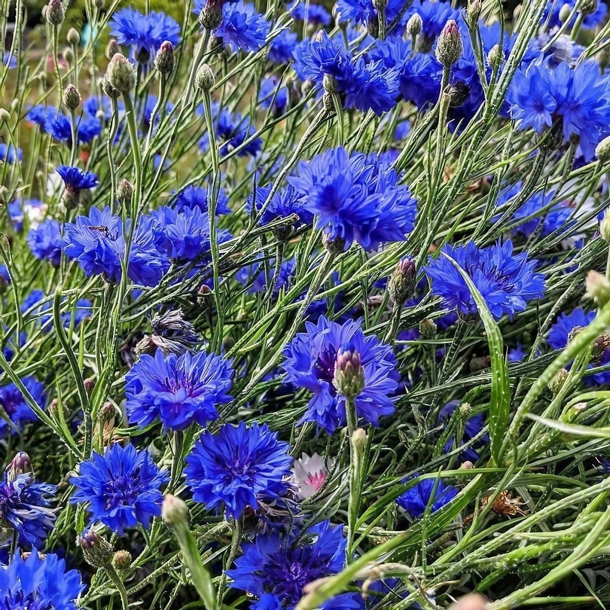 Cornflower Blue Ball Seeds - Dandys Landscape Supplies