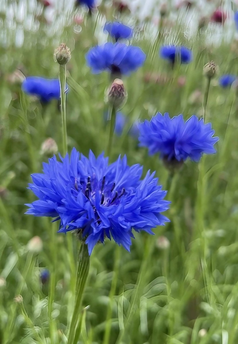 Cornflower Blue Ball Seeds - Dandys Landscape Supplies