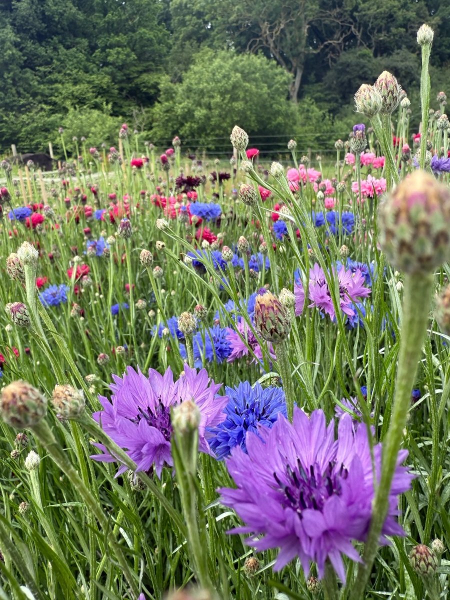 Cornflower Mauve Boy - Dandys Landscape Supplies