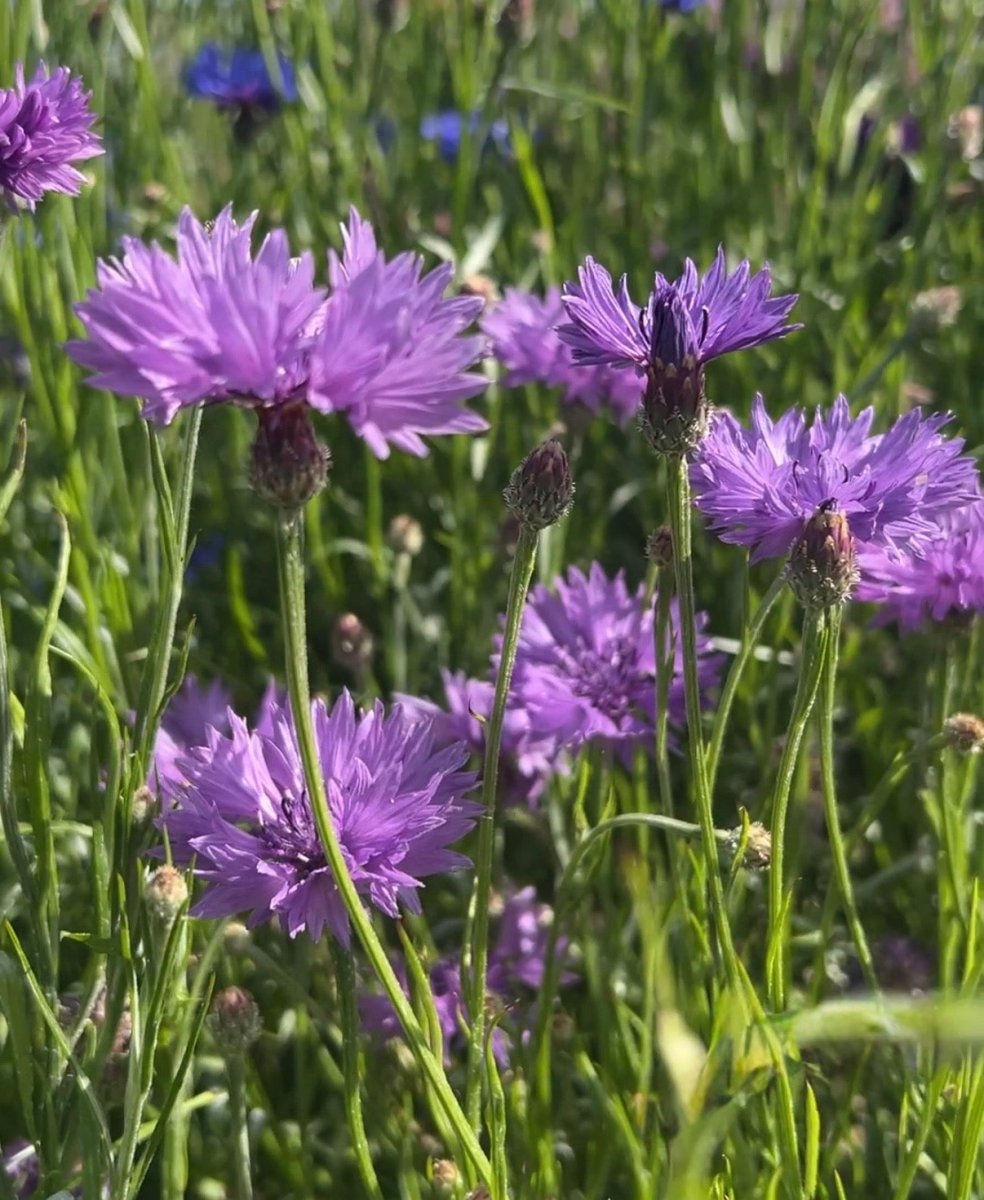 Cornflower Mauve Boy - Dandys Landscape Supplies