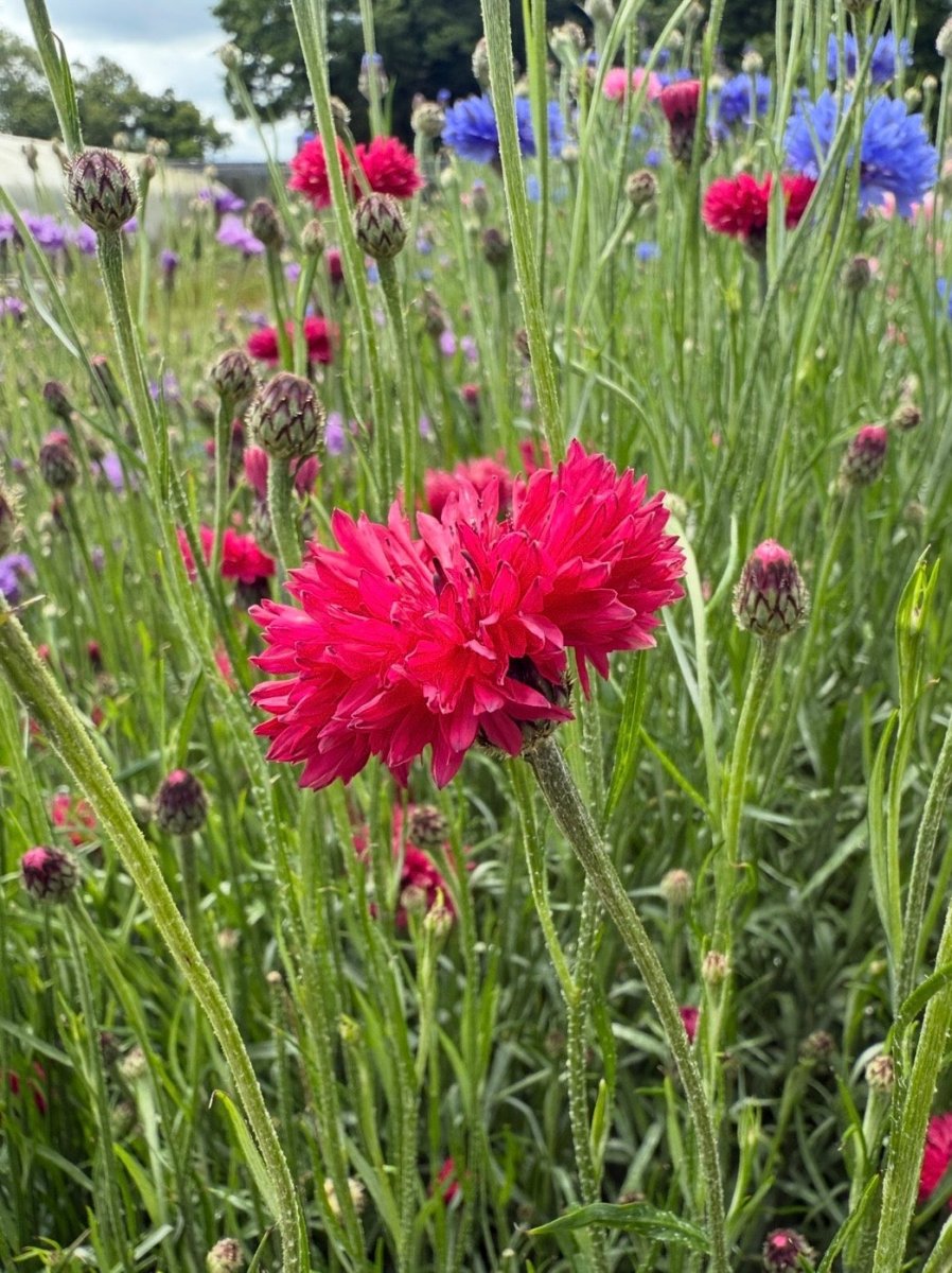 Cornflower Red Boy - Dandys Landscape Supplies