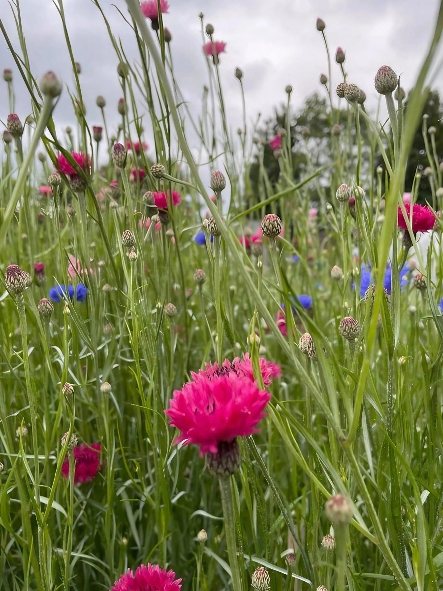 Cornflower Red Boy - Dandys Landscape Supplies
