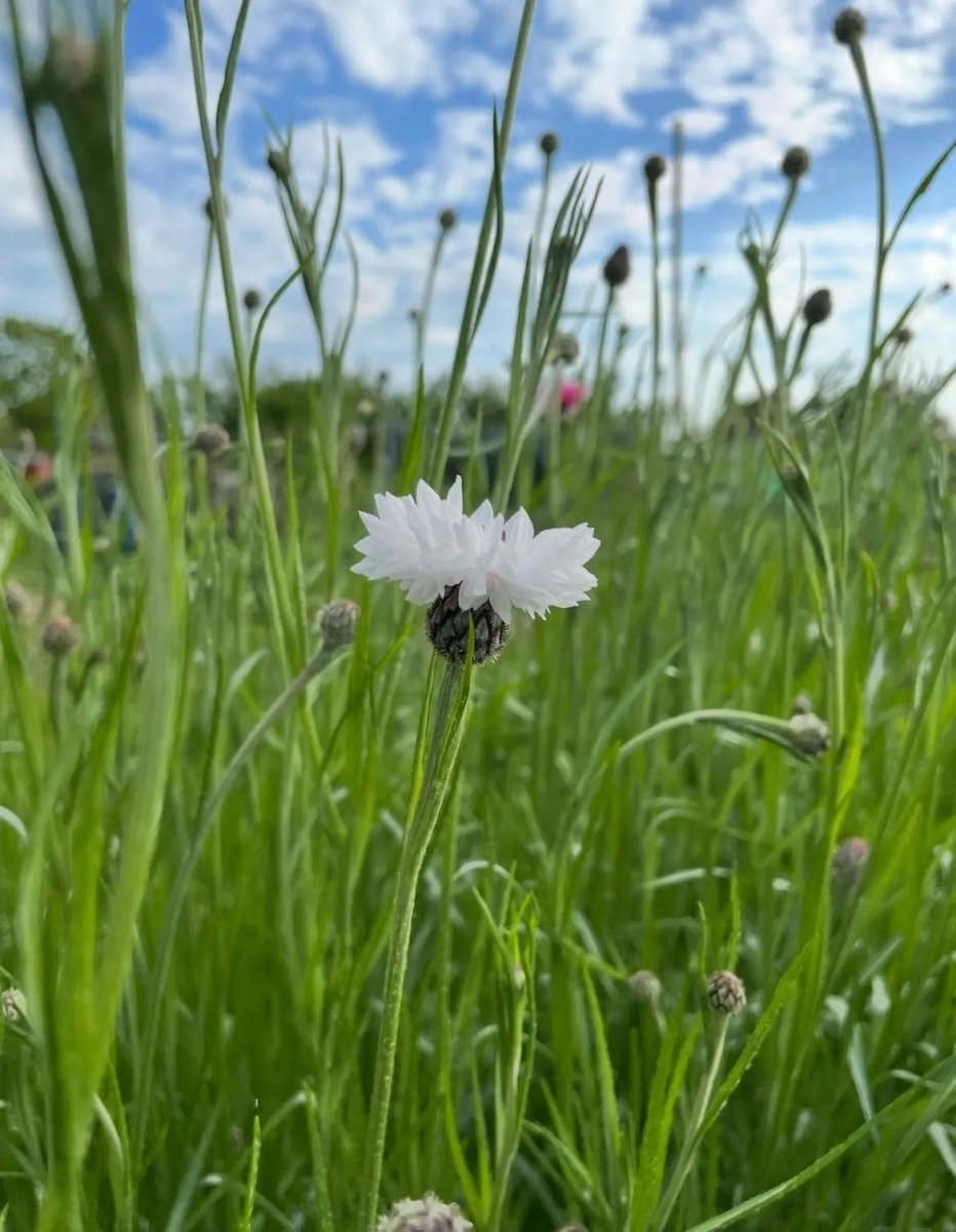 Cornflower Snowman Seeds - Dandys Landscape Supplies