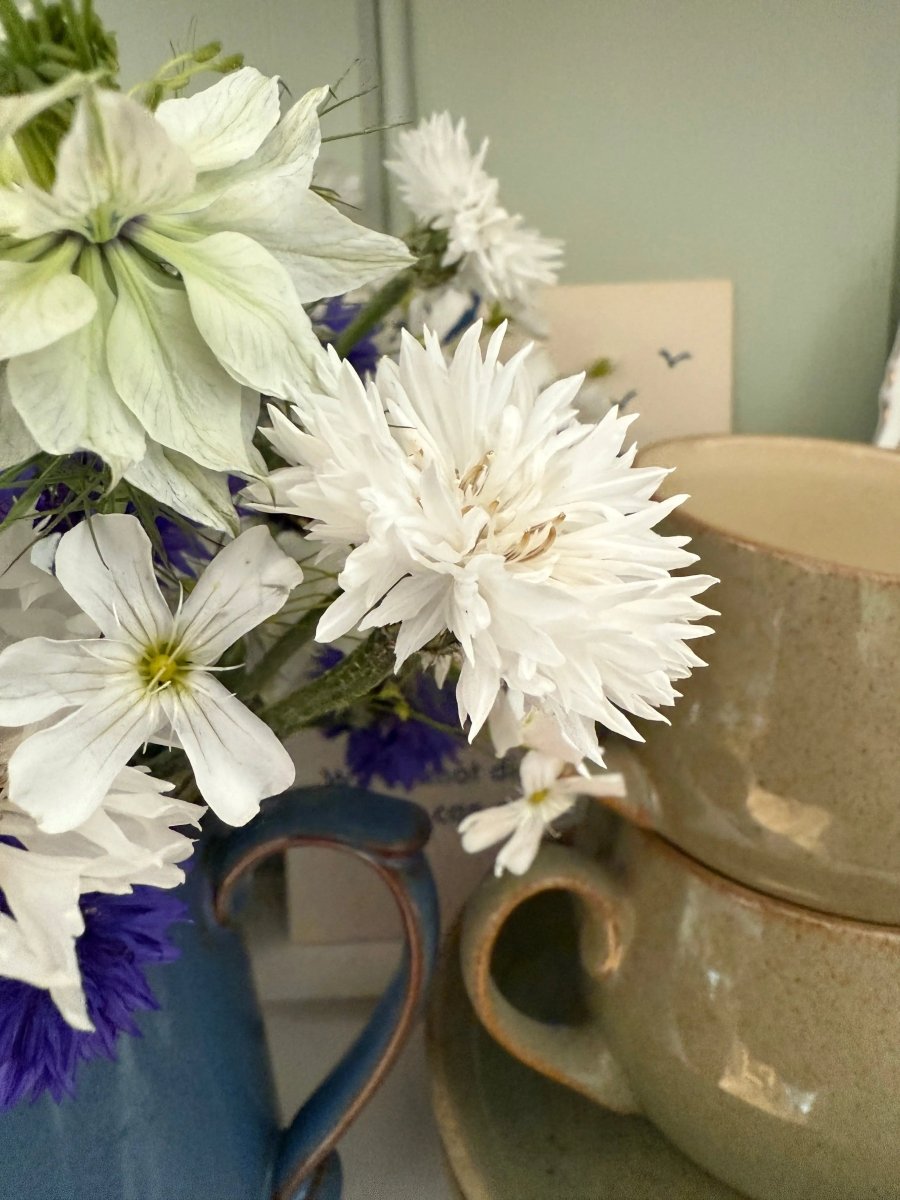 Cornflower Snowman Seeds - Dandys Landscape Supplies