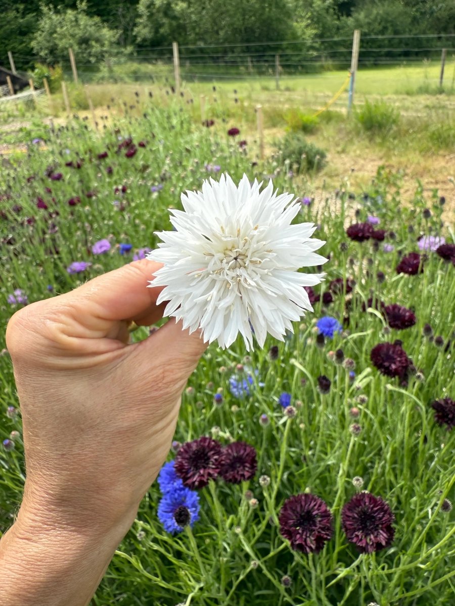 Cornflower Snowman Seeds - Dandys Landscape Supplies