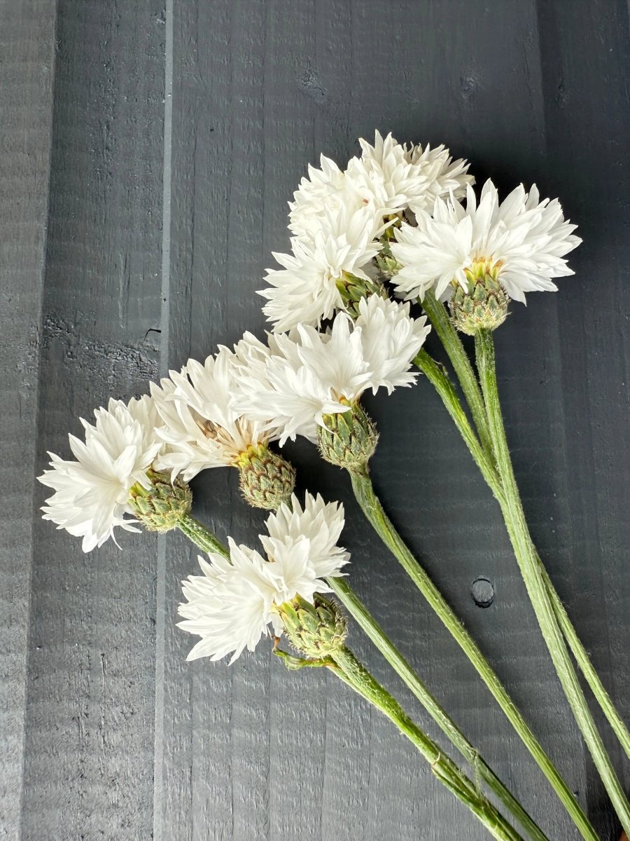 Cornflower Snowman Seeds - Dandys Landscape Supplies