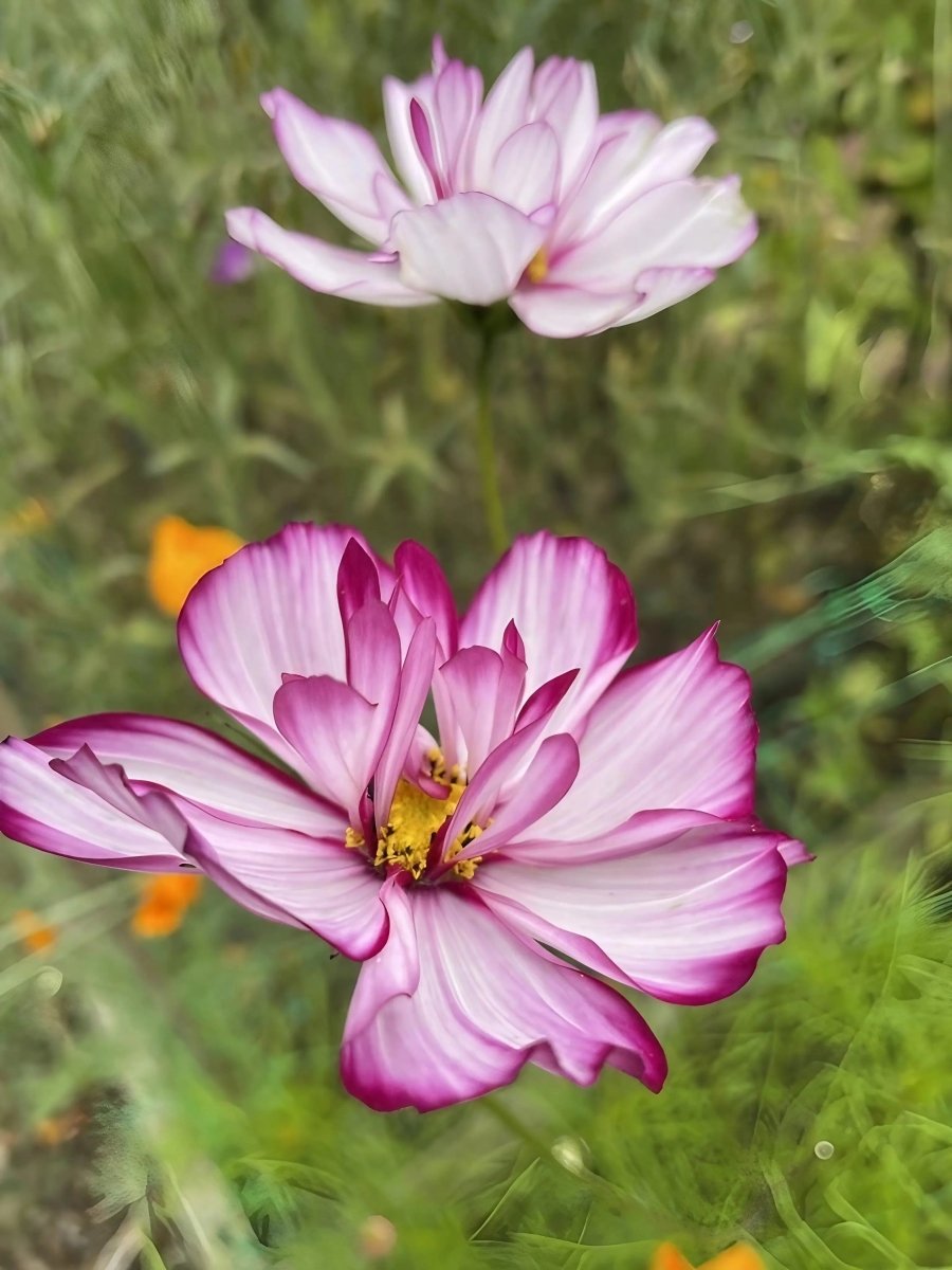 Cosmos Fizzy Rose Seeds - Dandys Landscape Supplies